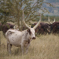 Photo de Rwanda - Akagera